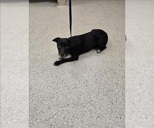 Labrador Retriever-Unknown Mix Dogs for adoption in Conroe, TX, USA