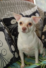 Chihuahua Dogs for adoption in Mattoon, IL, USA