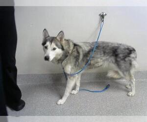 Siberian Husky-Unknown Mix Dogs for adoption in Pasadena, TX, USA