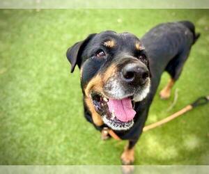 Rottweiler-Unknown Mix Dogs for adoption in Orlando, FL, USA