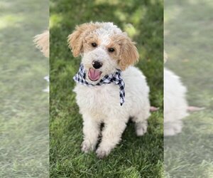 Small Poodle (Standard) Mix