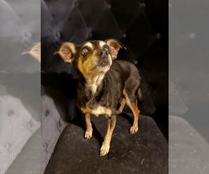 Chihuahua-Unknown Mix Dogs for adoption in Minneapolis, MN, USA