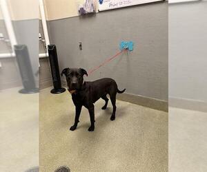 Labrador Retriever-Unknown Mix Dogs for adoption in Las Vegas, NV, USA