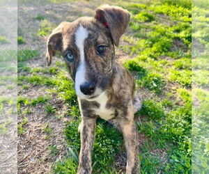 Plott Hound-Whippet Mix Dogs for adoption in Bristol, CT, USA