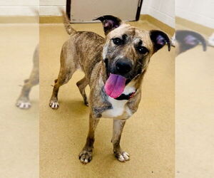 Plott Hound-Unknown Mix Dogs for adoption in Derwood, MD, USA