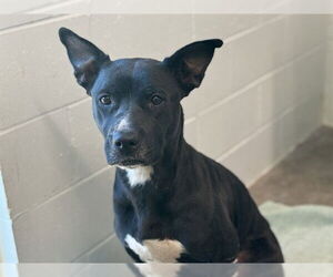 American Bulldog-Unknown Mix Dogs for adoption in Tavares, FL, USA