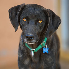 Plott Hound Dogs for adoption in Kanab, UT, USA