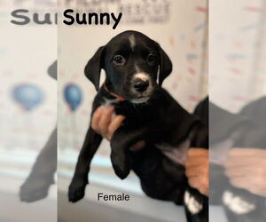 Labrador Retriever-Unknown Mix Dogs for adoption in Mooresville, NC, USA