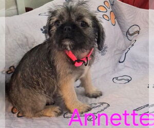 Pug-Shih Tzu Mix Dogs for adoption in San Bernardino, CA, USA