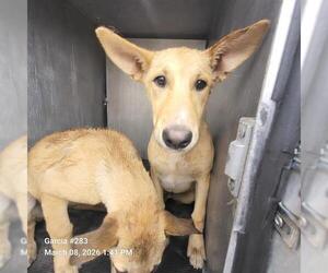 Rhodesian Ridgeback-Unknown Mix Dogs for adoption in San Antonio, TX, USA