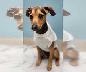 Mutt Dogs for adoption in Woodbury, NY, USA