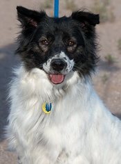 Border Collie-Unknown Mix Dogs for adoption in Corrales, NM, USA