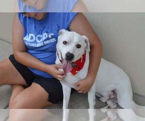 American Pit Bull Terrier-Unknown Mix Dogs for adoption in McKinney, TX, USA