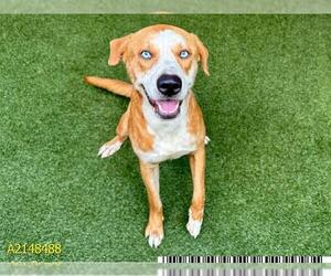 Labrador Retriever-Siberian Husky Mix Dogs for adoption in West Palm Beach, FL, USA