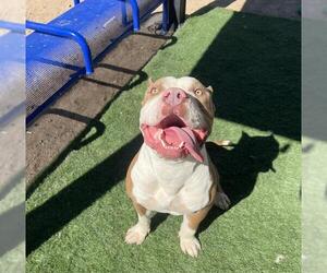 American Pit Bull Terrier Dogs for adoption in HESPERIA, CA, USA