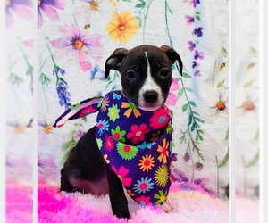 American Pit Bull Terrier-Dachshund Mix Dogs for adoption in Lakewood, CO, USA