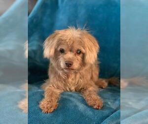 Shih-Poo Dogs for adoption in Pacolet, SC, USA