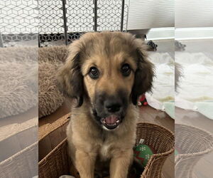 Great Pyrenees-Unknown Mix Dogs for adoption in Wheaton, IL, USA