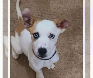 Catahoula Leopard Dog-Jack Russell Terrier Mix Dogs for adoption in Bristol, CT, USA