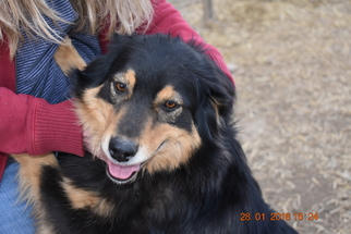 Australian Shepherd Dogs for adoption in Parker, KS, USA
