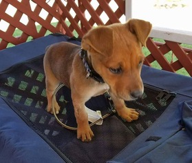 Redbone Coonhound-Rhodesian Ridgeback Mix Dogs for adoption in Clifton, TX, USA