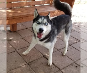 Small Siberian Husky