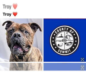 Boxer-Unknown Mix Dogs for adoption in Akron, OH, USA