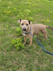 Mutt Dogs for adoption in greer, SC, USA