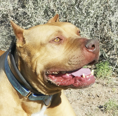 Dogue de Bordeaux Dogs for adoption in Albuquerque, NM, USA
