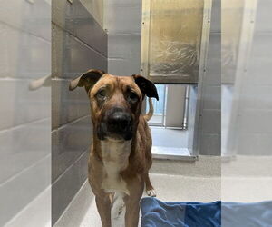 Black Mouth Cur-Unknown Mix Dogs for adoption in Alameda, CA, USA