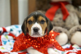 Medium Photo #1 Beagle Puppy For Sale in Rocky Mount, VA, USA