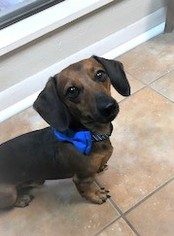 Dachshund-Unknown Mix Dogs for adoption in Rockaway, NJ, USA