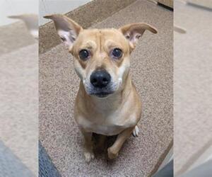 Labrador Retriever-Pug Mix Dogs for adoption in Springfield, MA, USA