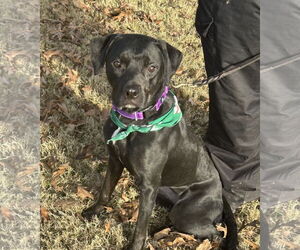 Labrador Retriever-Unknown Mix Dogs for adoption in Munford, TN, USA