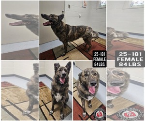 - Mix Dogs for adoption in Georgetown, KY, USA