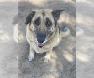 German Shepherd Dog Dogs for adoption in Chula Vista, CA, USA