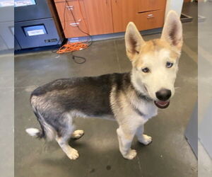 Alusky Dogs for adoption in Santa Cruz, CA, USA