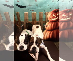 Boston Terrier-Unknown Mix Dogs for adoption in Huntington Beach, CA, USA