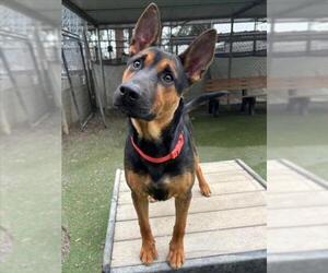 German Shepherd Dog-Unknown Mix Dogs for adoption in Woodland, CA, USA