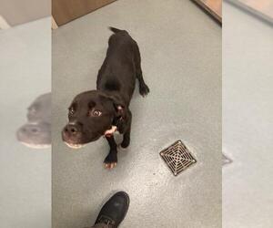 Boxer Dogs for adoption in Baytown, TX, USA