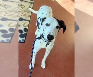 Dalmatian Dogs for adoption in Lindsay, CA, USA