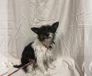 Mutt Dogs for adoption in Modesto, CA, USA