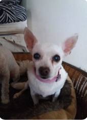 Medium Photo #1 Chihuahua Puppy For Sale in Whitestone, NY, USA