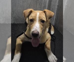 Golden Retriever-Unknown Mix Dogs for adoption in San Antonio, TX, USA