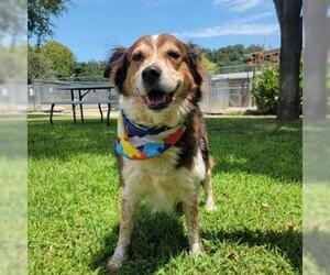 Border Collie Dogs for adoption in Waco, TX, USA