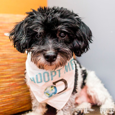 Cavapoo Dogs for adoption in Brooklyn, NY, USA