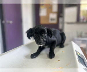 Chihuahua-Unknown Mix Dogs for adoption in Raleigh, NC, USA