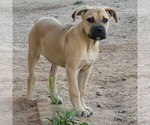 Mutt Dogs for adoption in Goodyear, AZ, USA
