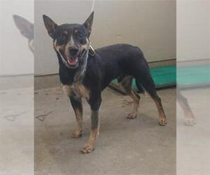 Mutt Dogs for adoption in Camarillo, CA, USA