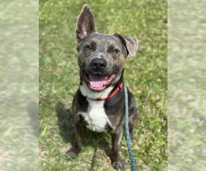 American Staffordshire Terrier Dogs for adoption in Fort Lauderdale, FL, USA